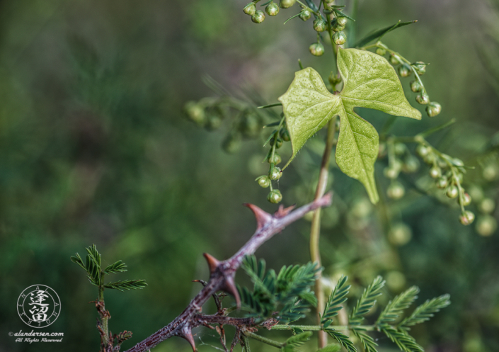 Ivyleaf Morning Glory (Ipomoea hederacea) leaf clinging to small thorn bush.