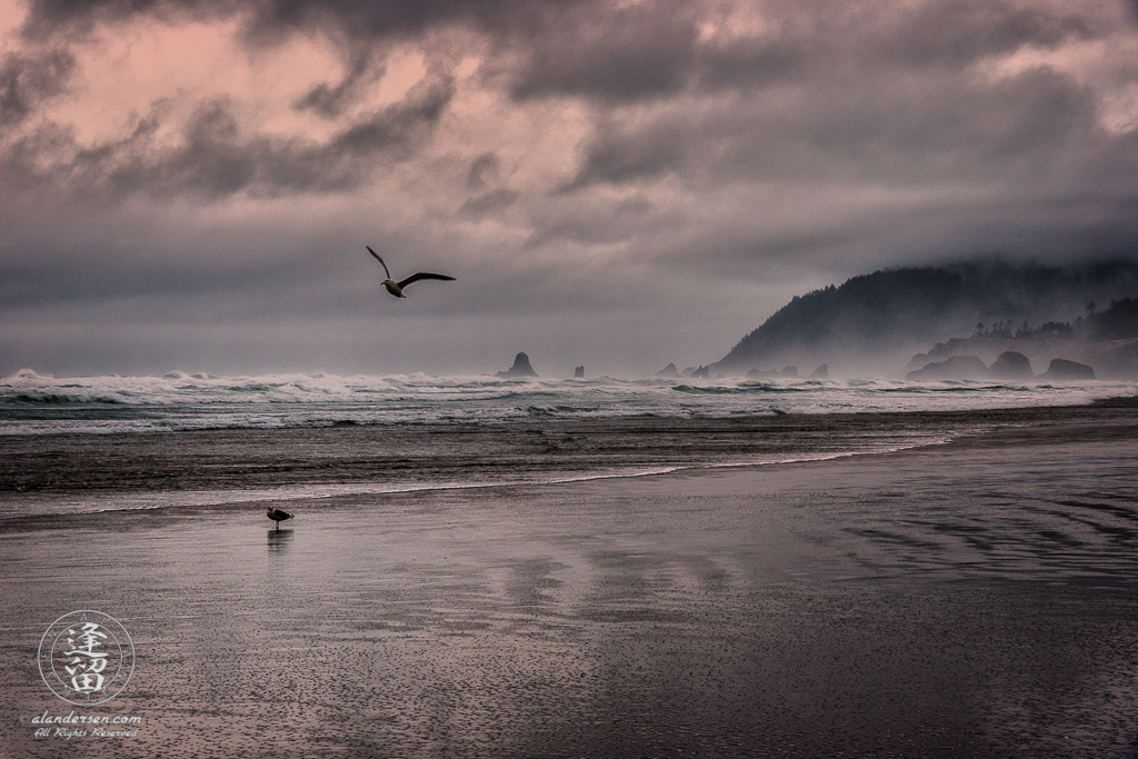 Stormy day at Cannon Beach with ominous clouds, wind-whipped waves, and two nonchalant sea gulls.