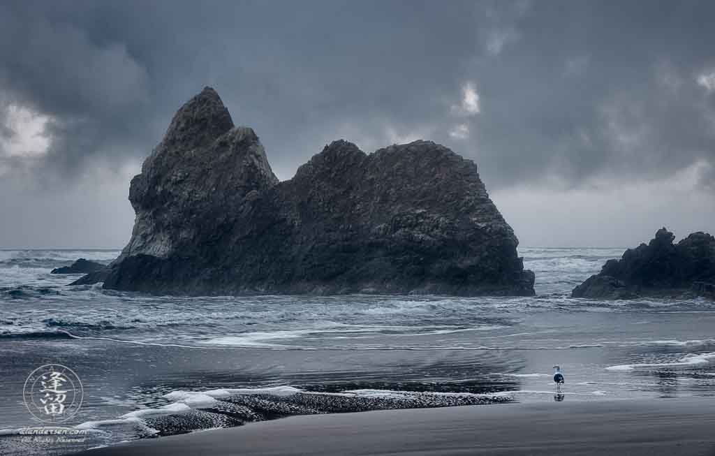 Seagull standing on the beach before Lion Rock at Arcadia Beach State Recreation Site in Oregon.