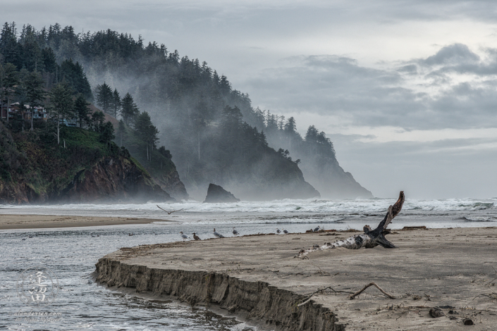 Waer channel cuts through sandbar lined with seagulls before misty hills at Proposal Rock in Neskowin.