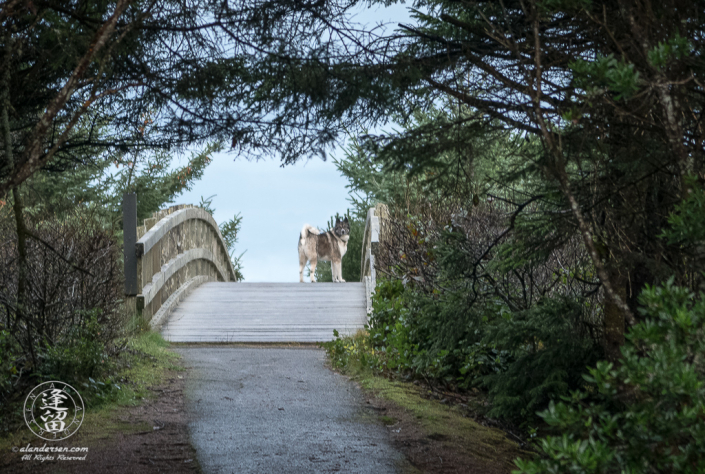 Hachi standing on the bridge at Ona Beach State Park in Oregon, looking back at me to see if I'm coming.