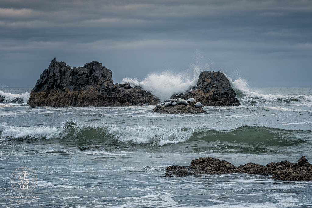 Harbor Seals (Phoca vitulina) napping on small rock at Seal Rock State Wayside on Oregon Coast.