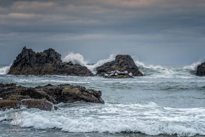 Harbor Seals (Phoca vitulina) napping on small rock at Seal Rock State Wayside on Oregon Coast.