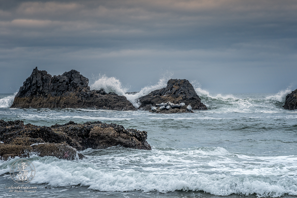 Harbor Seals (Phoca vitulina) napping on small rock at Seal Rock State Wayside on Oregon Coast.