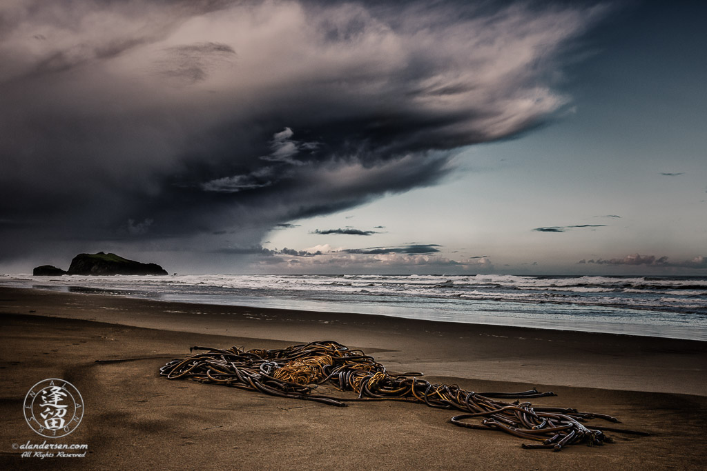 Ominous storm clouds brood over clump of twisted kelp stranded on beach.