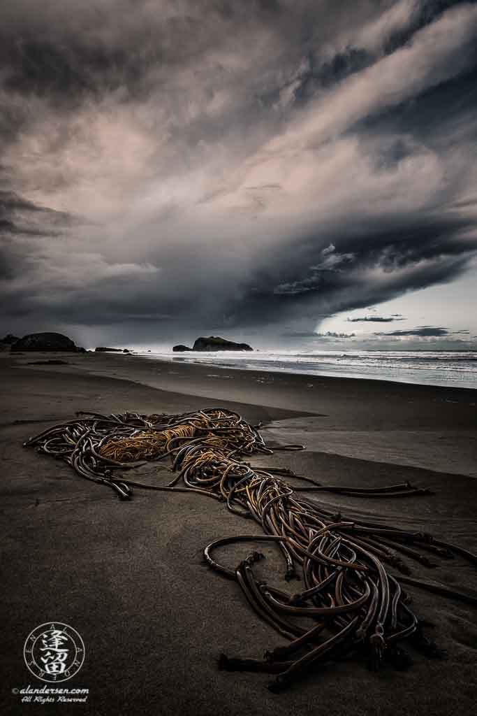 Ominous storm clouds brood over clump of twisted kelp stranded on beach.
