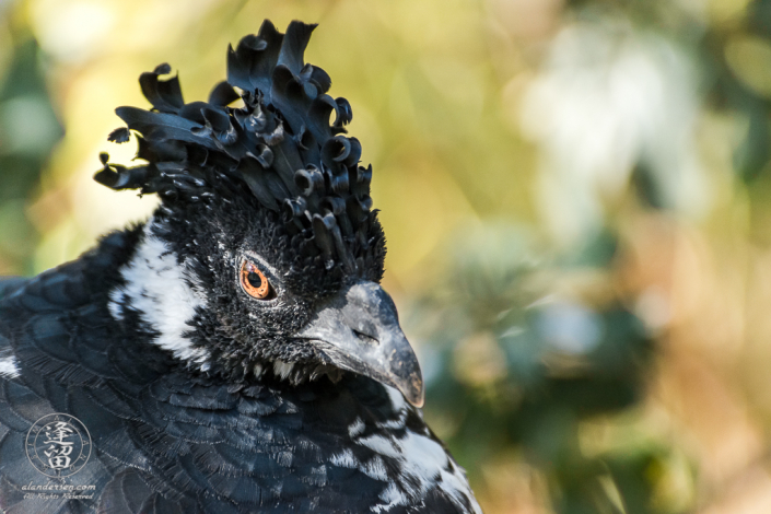 Portrait of a female Yellow-knobbed Currasow (Crax daubentoni) bird.