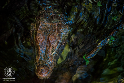 Cuvier's Dwarf Caiman (Paleosuchus palpebrosus) crocodile lurking in the shadows.