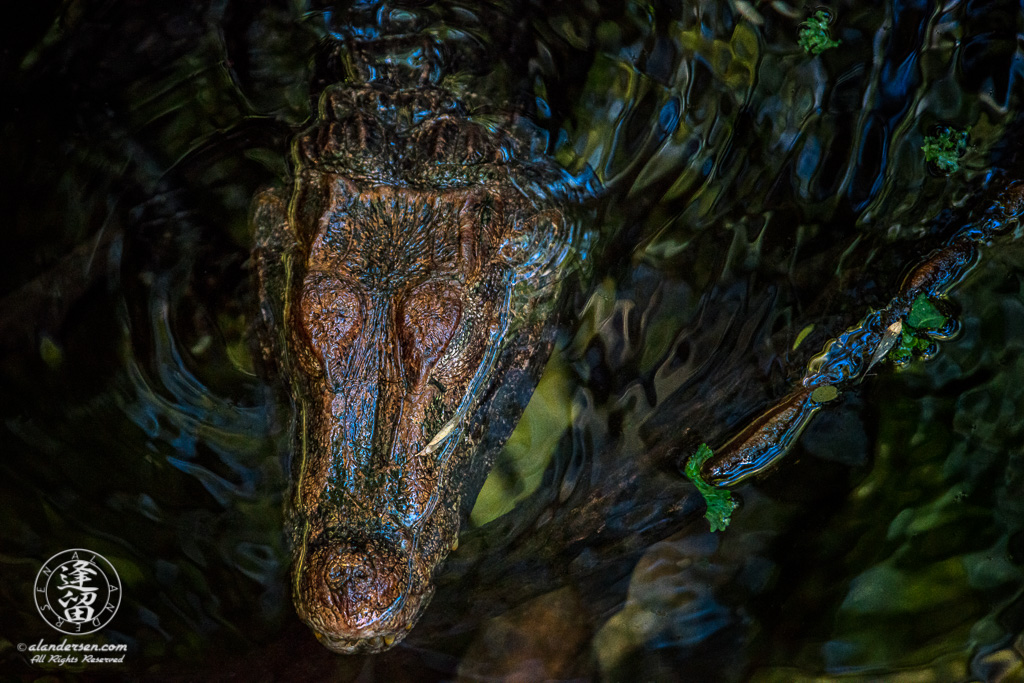 Cuvier's Dwarf Caiman (Paleosuchus palpebrosus) crocodile lurking in the shadows.