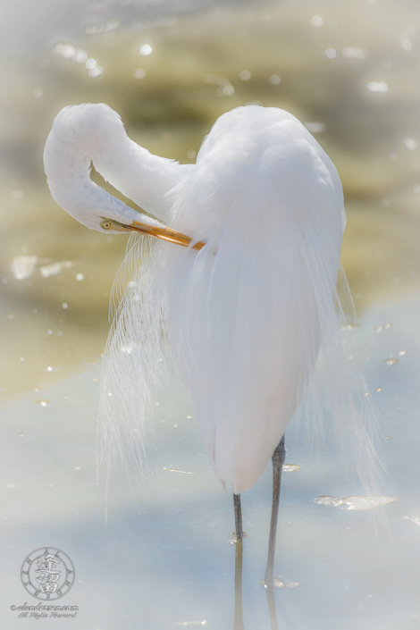 White egret (Ardea alba) standing in pond preening itself.