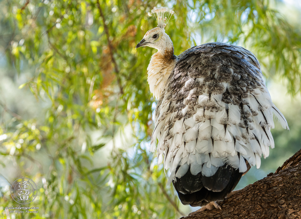 Leucistic Indian Peahen (Pavo cristatus) perched in tree at Reid Park Zoo in Tucson, Arizona.