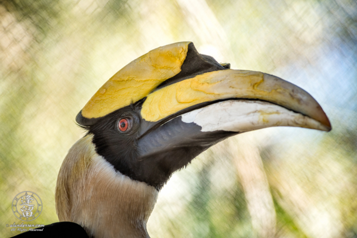 Great Hornbill (Buceros bicornis) at the Reid Park Zoo in Tucson, Arizona.