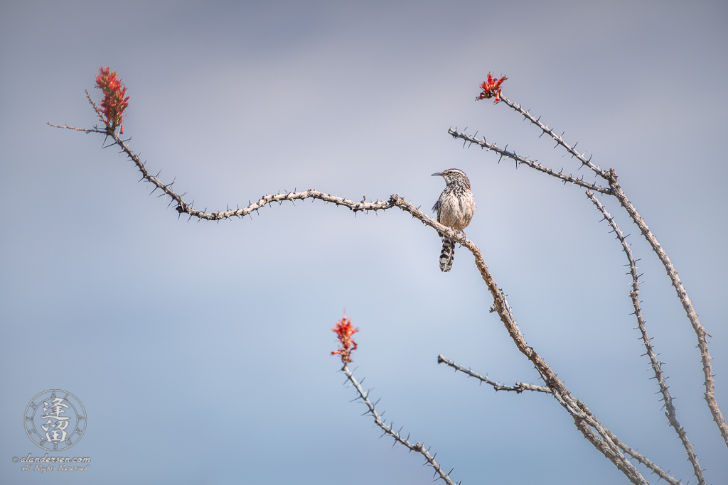 Cactus Wren (Campylorhynchus Brunneicapillus) perched on an ocotillo branch in bloom.