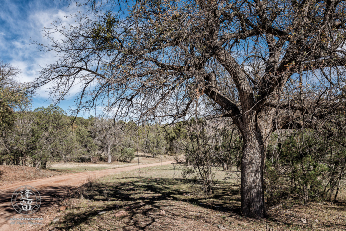 Large oak tree standing on side of dirt road near Camp Rucker in Arizona.