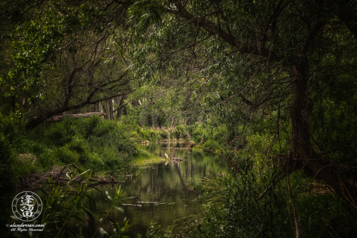 Secluded spot on San Pedro River in Southeastern Arizona.