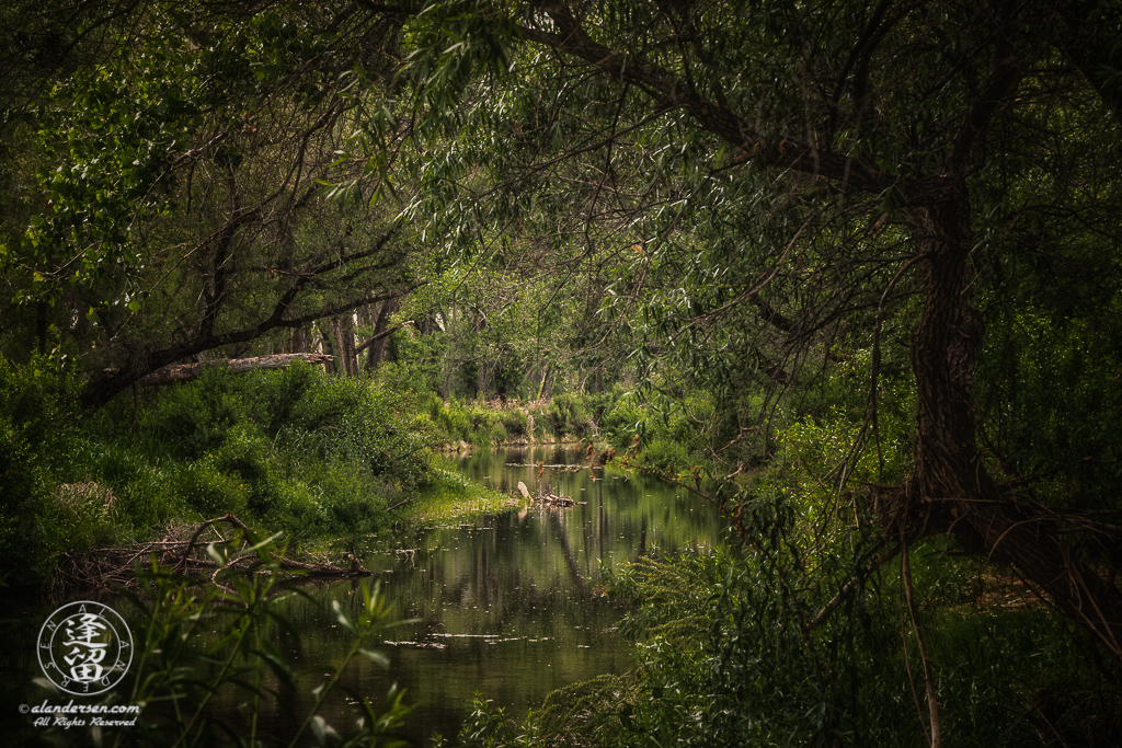 Secluded spot on San Pedro River in Southeastern Arizona.