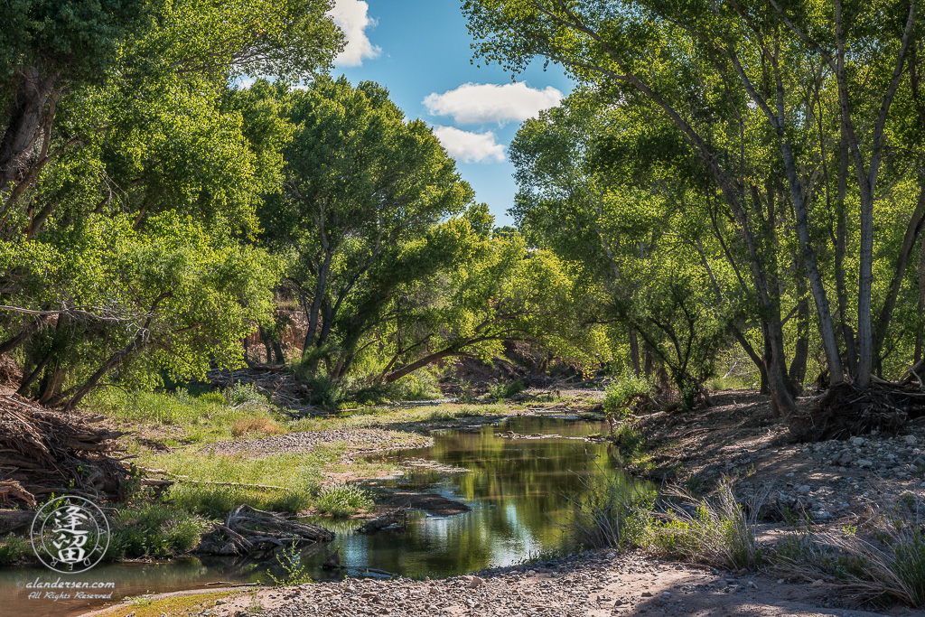 Morning sunlight bathes Cottonwoods and Willows on San Pedro River near Charleston, Arizona.