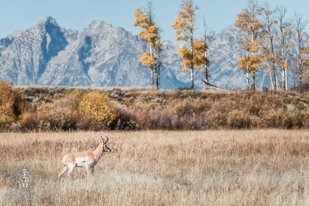 North American Pronghorn (Antilocapra americana) walking cautiously through Autumn meadow in Grand Teton National Park.