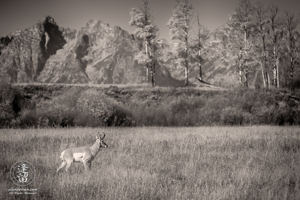 North American Pronghorn (Antilocapra americana) walking cautiously through Autumn meadow in Grand Teton National Park.