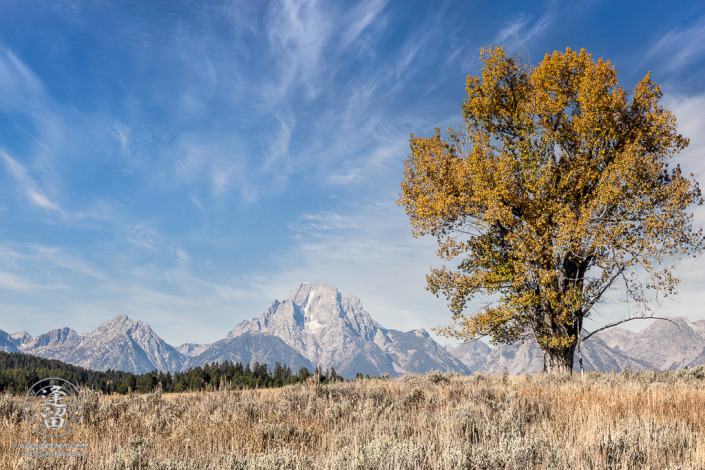 Tall tree, covered with Autumnal gold leaves, in field before Mount Moran in Wyoming's Grand Teton National Park.