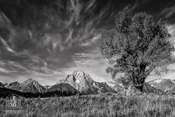 Tall tree, covered with Autumnal gold leaves, in field before Mount Moran in Wyoming's Grand Teton National Park.