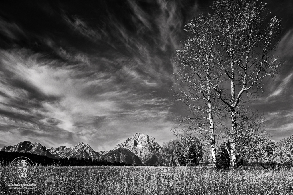 Tall tree, covered with Autumnal gold leaves, in field before Mount Moran in Wyoming's Grand Teton National Park.