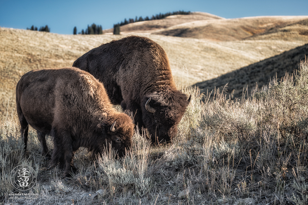 Two bison grazing on hillside at Lamar Valley in Wyoming's Yellowstone National Park.