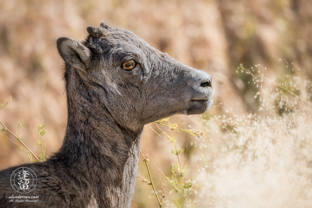 Close-up of a young Bighorn Sheep (Ovis canadensis) standing in Yellowstone meadow.