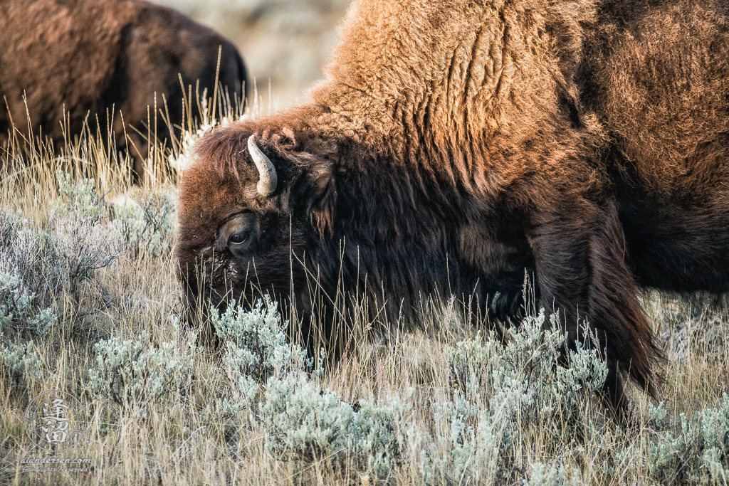 A close-up of large bull Bison (Bison bison) grazing on hillside.