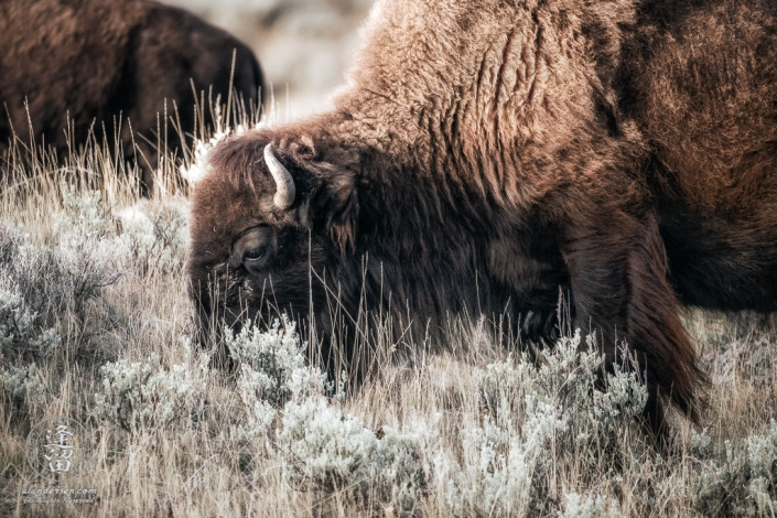 A close-up of large bull Bison (Bison bison) grazing on hillside.