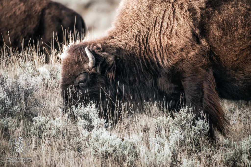 A close-up of large bull Bison (Bison bison) grazing on hillside.