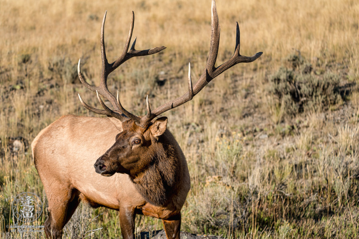 Bull Elk (Cervus canadensis) during rut at Yellowstone National Park.