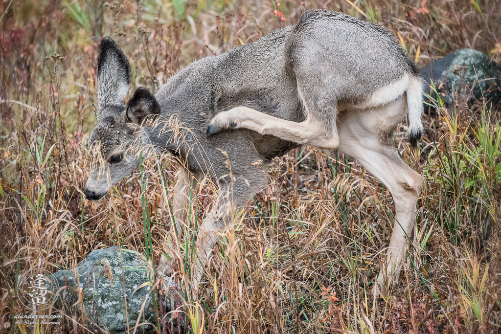 Young Mule Deer (Odocoileus hemionus) Doe vigorously scratching shoulder itch with her back leg.