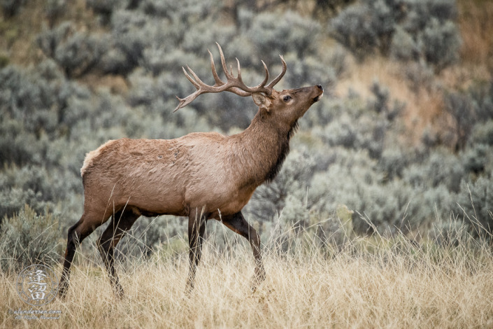 A young Bull Elk (Cervus canadensis) prancing in meadow, head held high, sniffing to determine if females have entered estrus.