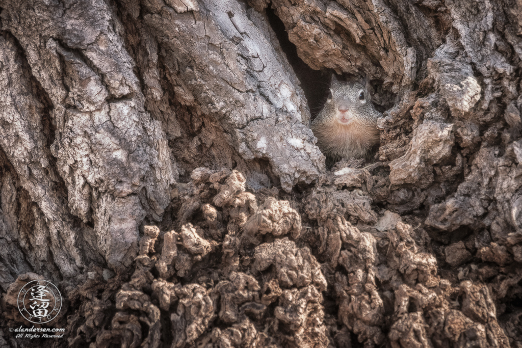 Arizona Gray Squirrel (Sciurus arizonensis) looking out from its nest in large Cottonwood tree.
