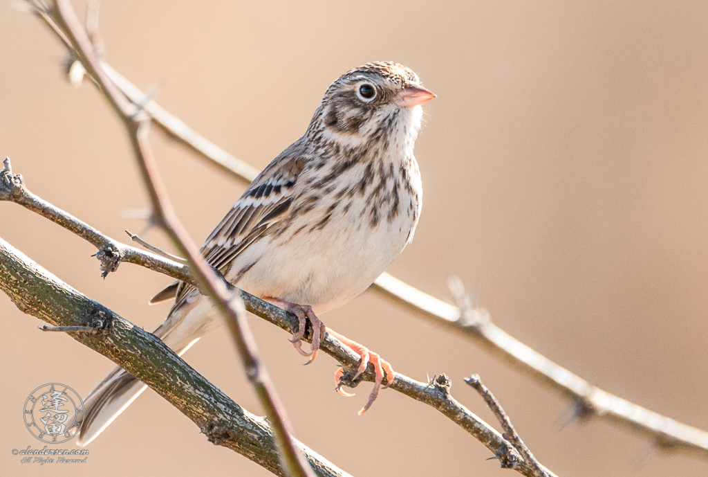 Vesper Sparrow (Pooecetes gramineus) posing on mesquite branch.