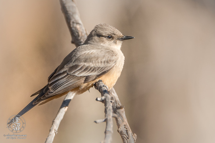 Say's Phoebe (Sayornis saya) resting on cottonwood limb.