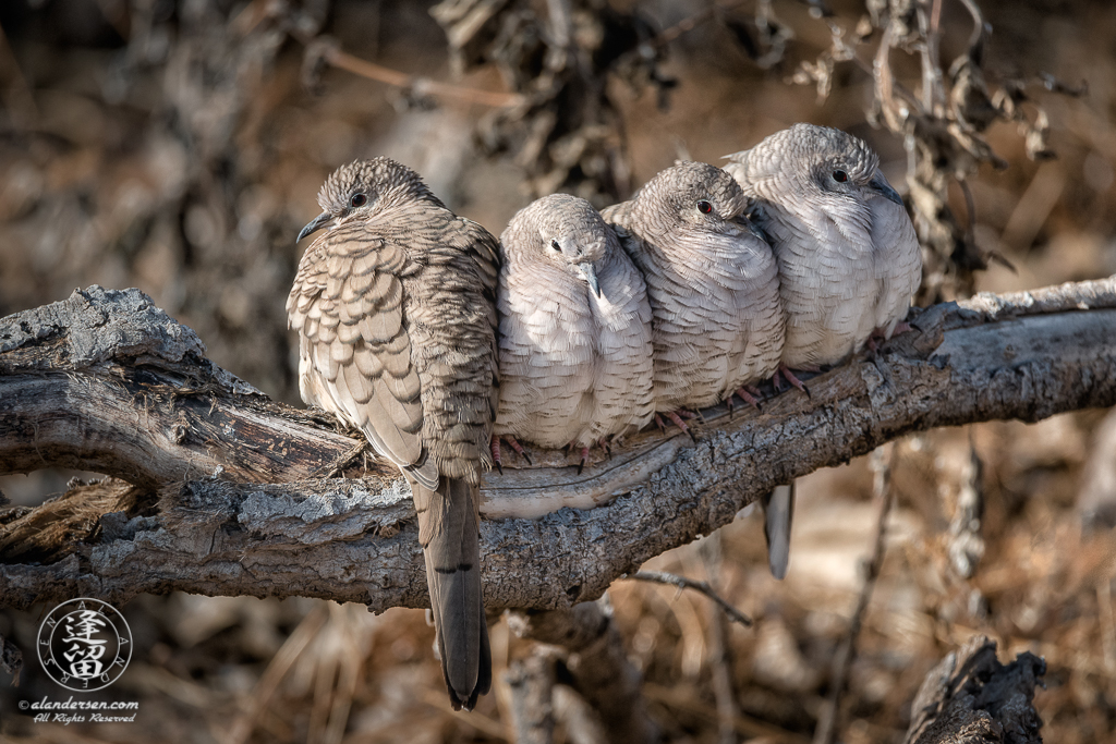 Four Inca Doves (Columbina inca) perched and snuggling on log.