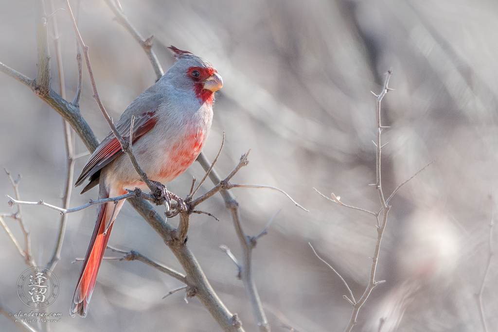 Pyrrhuloxia (Cardinalis sinuatus) perched on limb in mesquite tree.