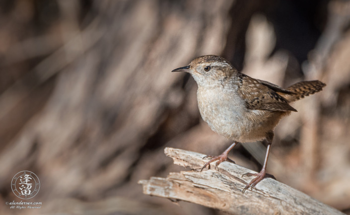 Marsh Wren (Cistothorus palustris) perched on dead Cottonwood limb.