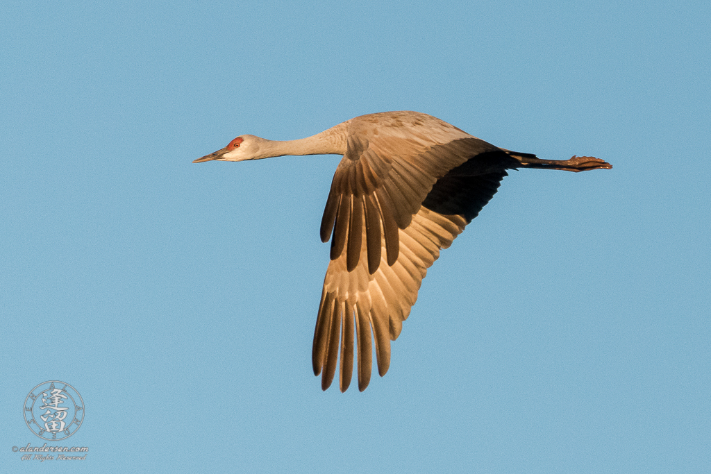 Sandhill Crane (Grus canadensis) flying overhead in early morning flight.