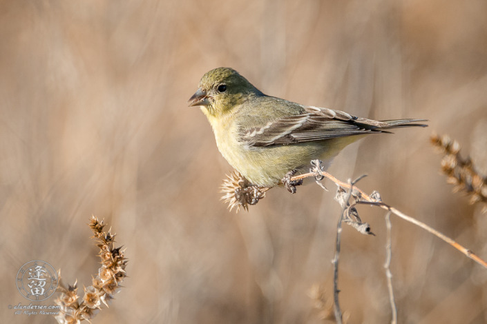 Lesser Goldfinch (Spinus psaltria) sitting on dead flower stalk in field.