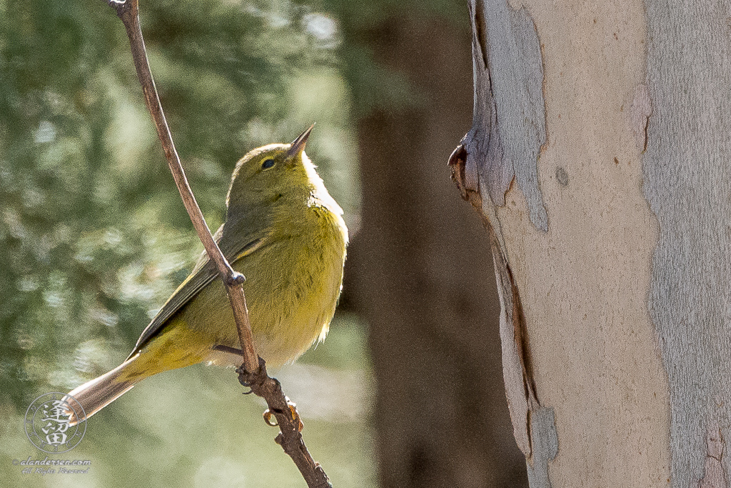 Orange-crowned Warbler (Oreothlypis celata) looking for lunch beneath peeling bark of Sycamore tree.