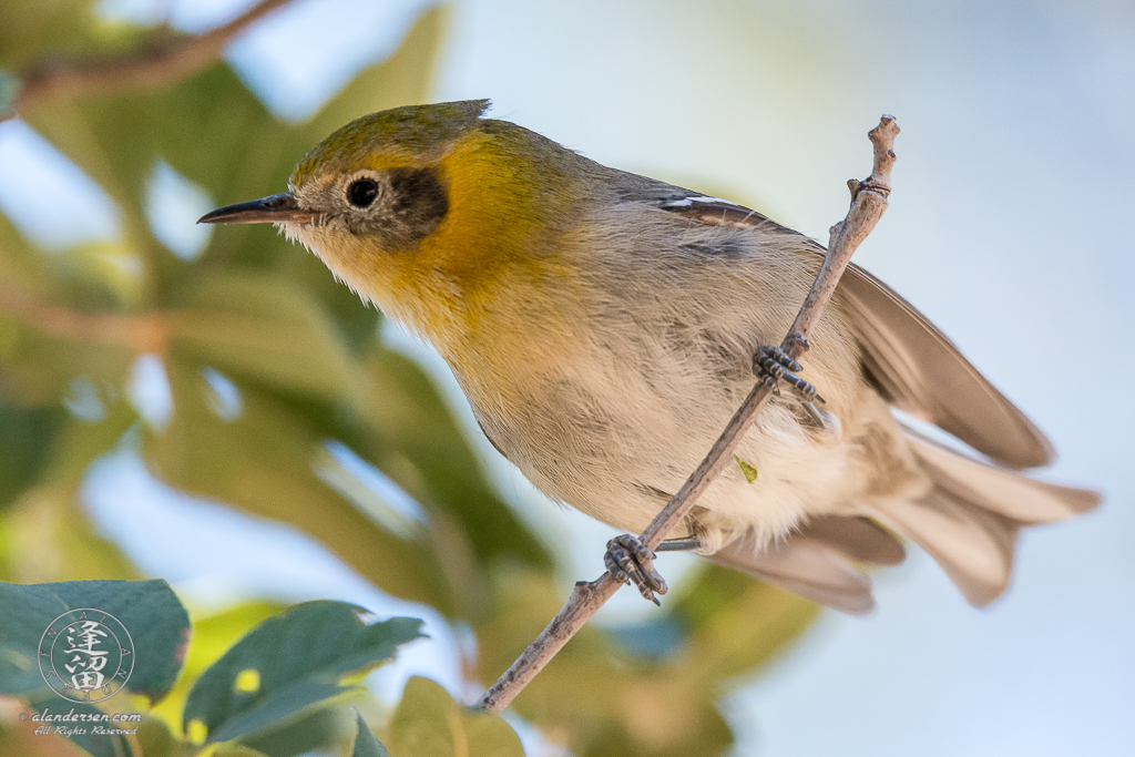 Olive Warbler (Peucedramus taeniatus) perched in oak tree.