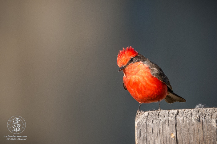 Vermilion Flycatcher Pyrocephalus rubinus) perched on split-rail fence post.