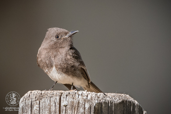 Black Phoebe (Sayornis nigricans) perched on split-rail fence post.