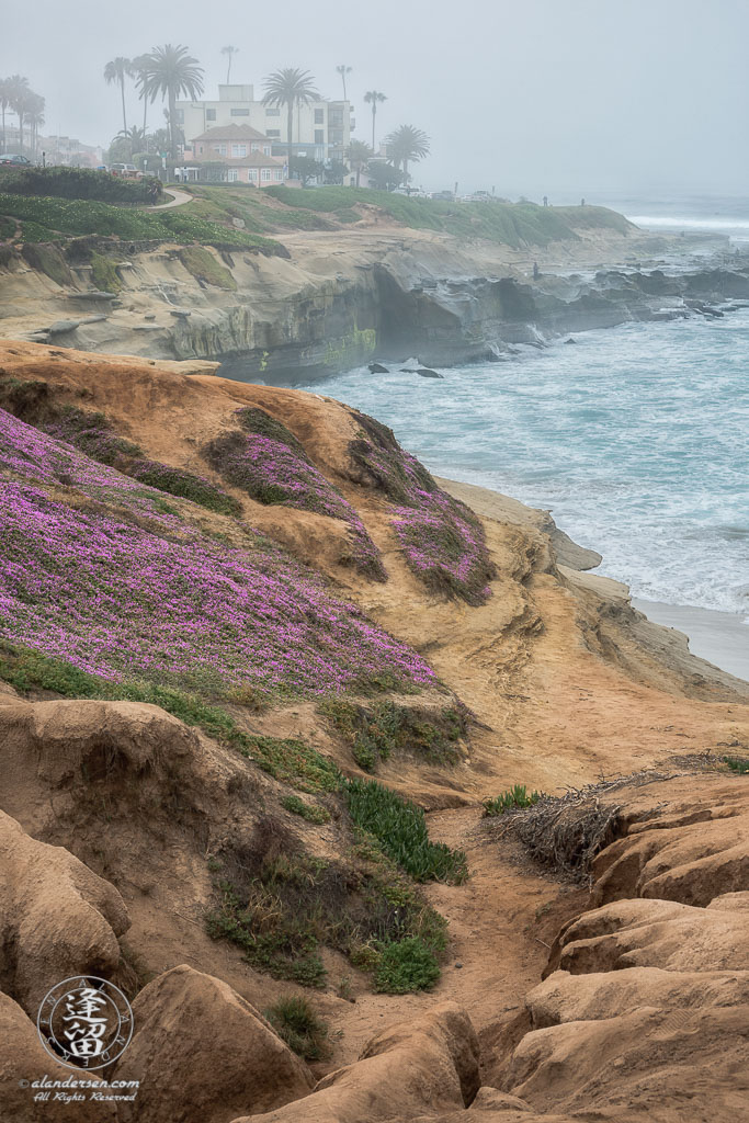 A foggy morning at Cuvier Park in La Jolla, California.