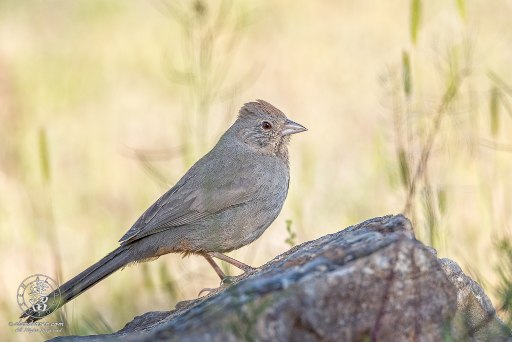 Canyon Towhee (Melozone fusca) perched on rock.