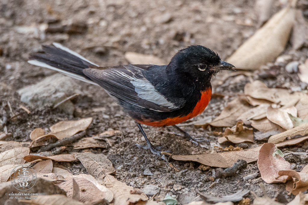 Painted Redstart (Myioborus pictus) feeding on ground.