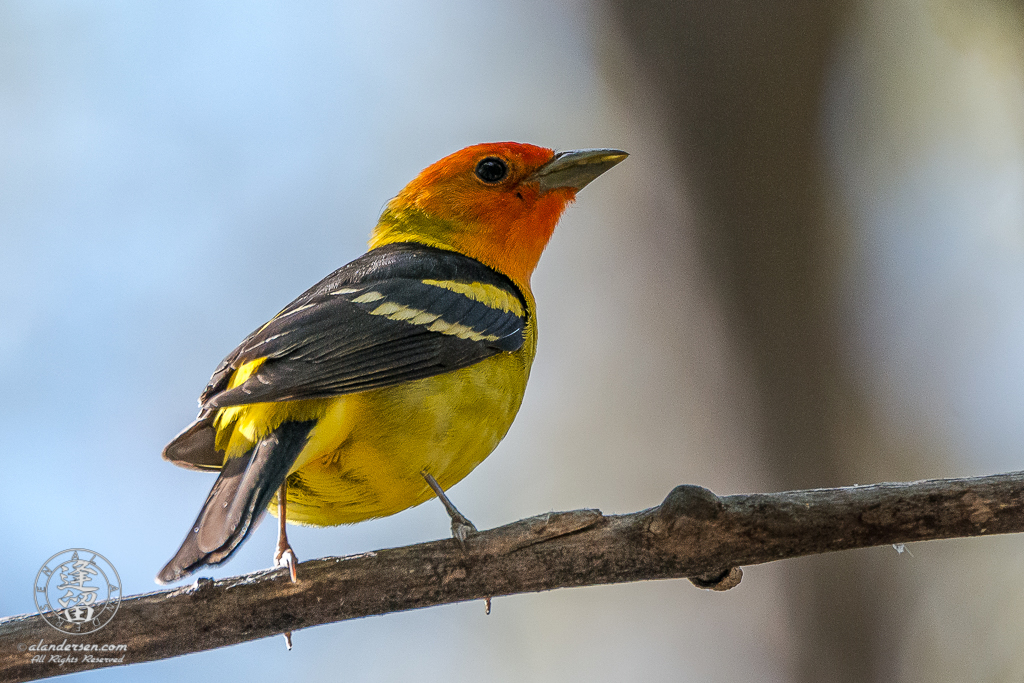 Male Western Tanager (Piranga ludoviciana), perched on dead juniper branch.